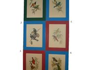 Prachtvolle Vogel-Lithografien, 6er Satz, 35x25cm Nr.1129 - Bretten