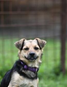 Lolek, kleiner verspielter Hundejunge - Linden (Hessen)