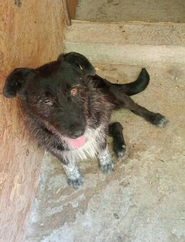 Drako - überlebte die Hölle - Dreikirchen