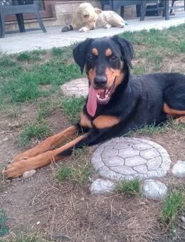 ❤️🐾 verspielte Klara 🐾❤️NOTFALL - Eislingen (Fils)