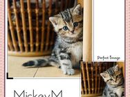 BKH Kitten Black golden Tabby Katerchen mit Stammbaum aus seriöser Zucht - Essen