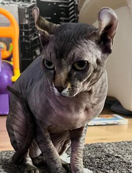 Sphinx Baby Katzen - Kupferzell