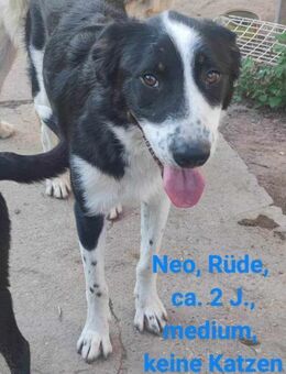 Neo sucht ein Zuhause - Gelenau (Erzgebirge)