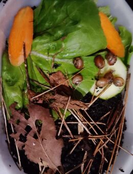 Junge Weinbergschnecken - Oer-Erkenschwick