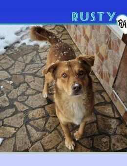 💛 RUSTY - TRAUMHUND SUCHT TRAUMZUHAUSE - Alfeld (Leine)