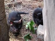Schwarze Katzen und/oder Kater - Möckern (Sachsen-Anhalt)