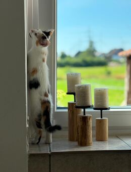 Katze 3 farbig - Büren