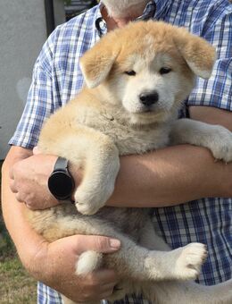Reinrassige süße Akita-Inu Welpen abzugeben ! - Ebern