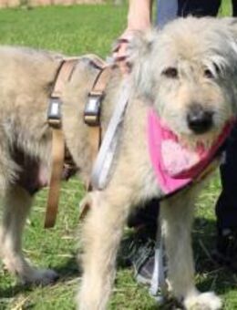 Wuschelhündin Marianne - München