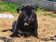 Cane corso Mischlingswelpen - Grünberg