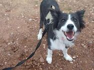 Kuka liebevolle Border Collie-Dame - Ratekau