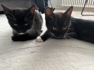 Babykatzen - Mülheim (Ruhr)