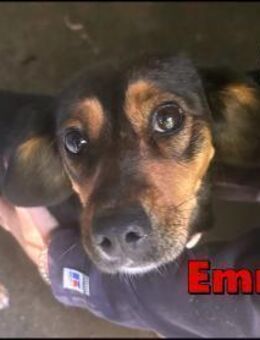 süße Emma sucht ihre Familie - Margetshöchheim