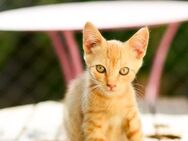 Oliver & Pinky aus dem Tierschutz - Grevenbroich