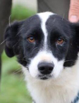 Kelly - unkomplizierte Anfängerhündin - Lohra