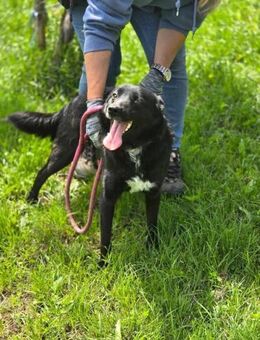 Soziale AMBRA sucht Familie fürs Leben♥️ - München