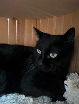 SOMBRA, w., kastr., EHK, geb. 01/2011 - Sipplingen