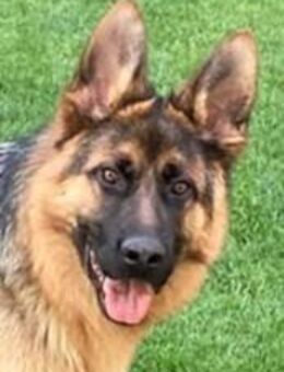 Schäferhund-Rüde sucht liebevolles Zuhause auf Dauer - Weißenfels Reichardtswerben