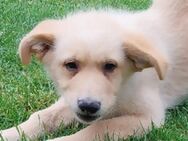 Baby DARA sucht Familie - Gefrees