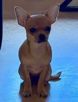 Reinrassige Mini Chihuahua Weibchen - Augsburg