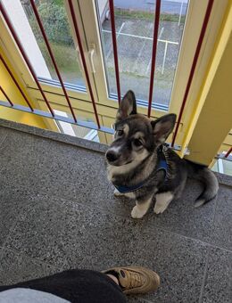 Suche Deckrüden für meine Hope - Nordhausen