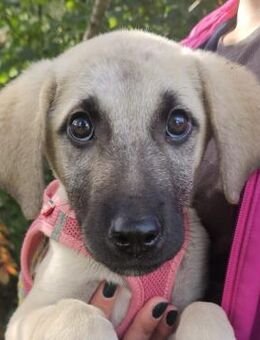 Djeni - Welpenzauber auf vier Pfoten - Obertshausen