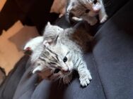 BKH Kitten Mix - Ruhstorf (Rott)