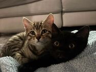 Bengal x Britisch Kurzhaar Kitten - Ludwigshafen (Rhein)