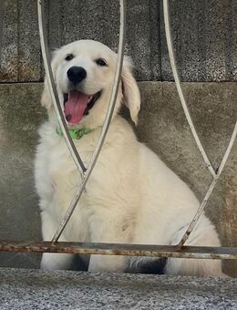 Golden Retriever Welpe abzugeben - Crimmitschau