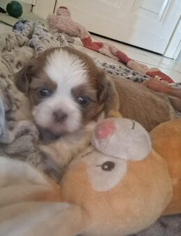 Shih-tzu welpe - Lüdinghausen Zentrum