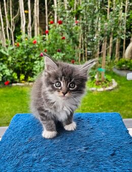 Baby Kätzchen. Maine coon-Sibirische Waldkatze Kätzchen mix - Riedlingen