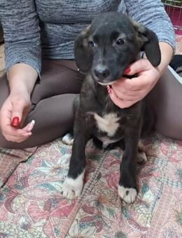 🩵Louis🩵 sucht sein großes Glück - Freilassing