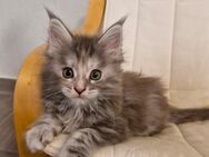 Maine Coon Kitten weibchen - Breitungen (Werra)