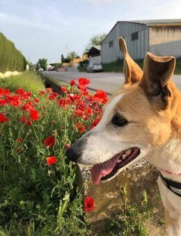 FRIDA, w., kastr., Mischling, 55 cm - Sipplingen
