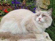 Ragdollkatze "Zulu" - Golzow (Landkreis Potsdam-Mittelmark)