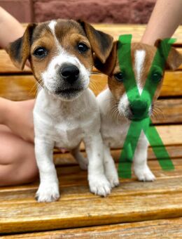 Jack Russel Welpe - Schallstadt