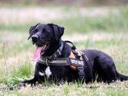 Buddy, su. hundeerfahrene Besitzer - Neuhausen (Spree)