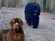 Wurfankündigung Neufundländer Welpen - Marl (Nordrhein-Westfalen)