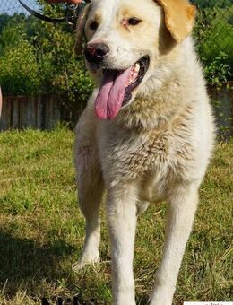 Niki Ein Hund der dein Leben ... - Kissing