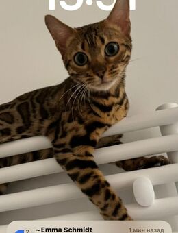 Bengal-Kitten - Hannover Kirchrode-Bemerode-Davenstedt