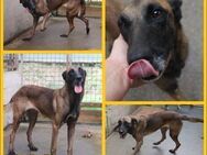 Ria Malinois Mischling Hündin Junghund - Margetshöchheim