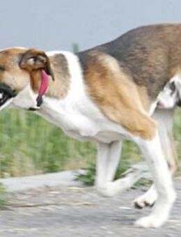 Baily ist ein ganz besonderer Hund! - Karben