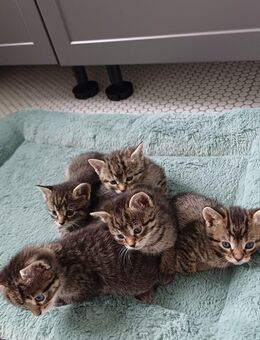 Katzen abzugeben - Meißner