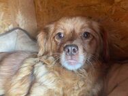 Kleine BROWNIE sucht ihr Zuhause - Neuberg
