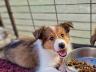 Ganz tolle Collie (mix) Welpen - Hoogstede