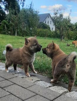 Shiba Inu Welpen Reinrassig - Hille