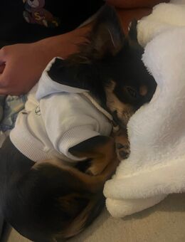 Langhaar Chihuahua - Mannheim