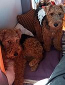 Welsh Terrier in 51373