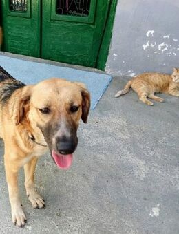 Blue-Vermittlungshilfe - Oberhausen