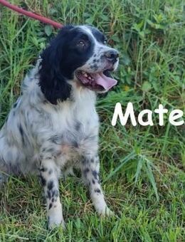 Mateo wunderschöner Spaniel 06/2020 ESP - Ruppertsecken